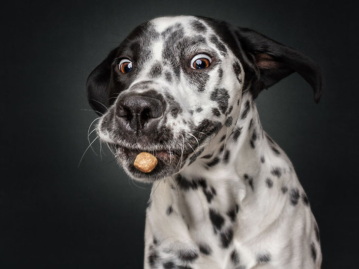 Где вкусняшка - животные - оригинал