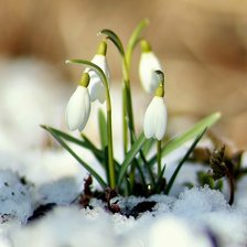 Схема вышивки «Подснежники»