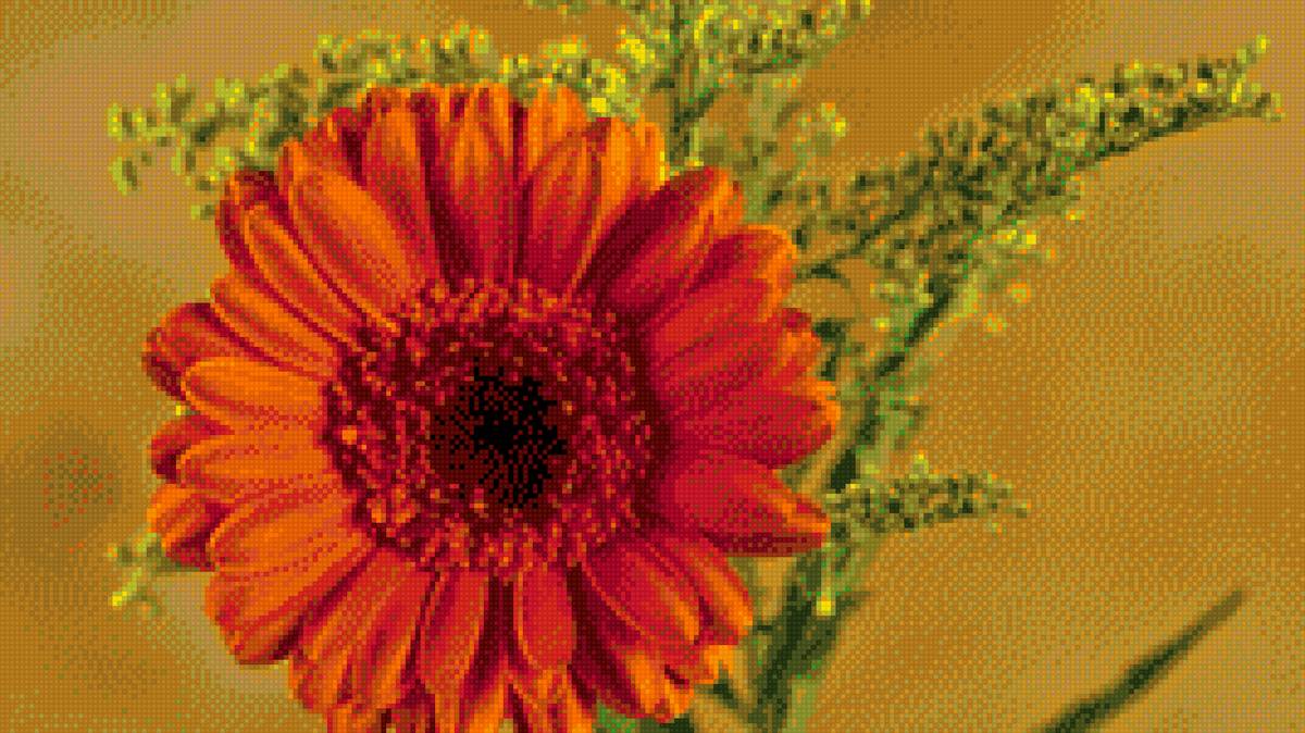 Гербера - цветы - предпросмотр