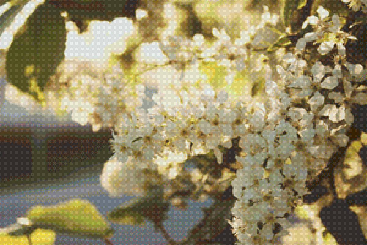 Черемуха белая - цветы, черемуха, природа, пейзаж, весна - предпросмотр