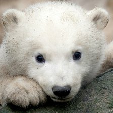 Белый Медвежонок