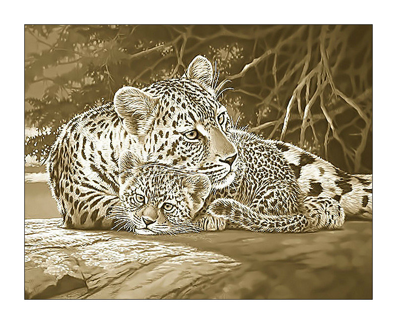 Леопарды. - леопарды, хищники, животные - оригинал