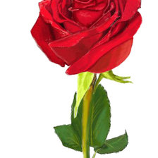 Схема вышивки «роза»