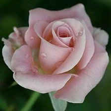 Схема вышивки «Роза»