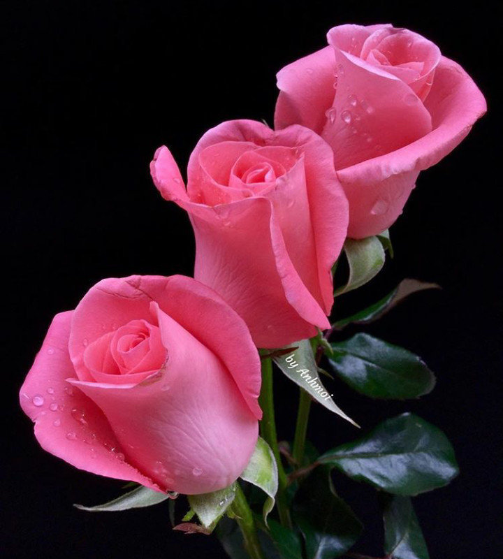 Поздравляю! - розы, цветы - оригинал