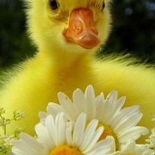 Солнечный пушистик