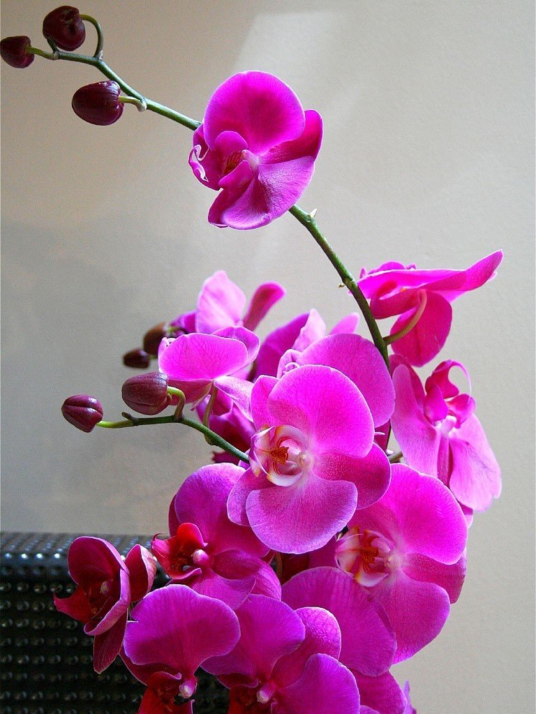 На счастье - букеты, цветы - оригинал