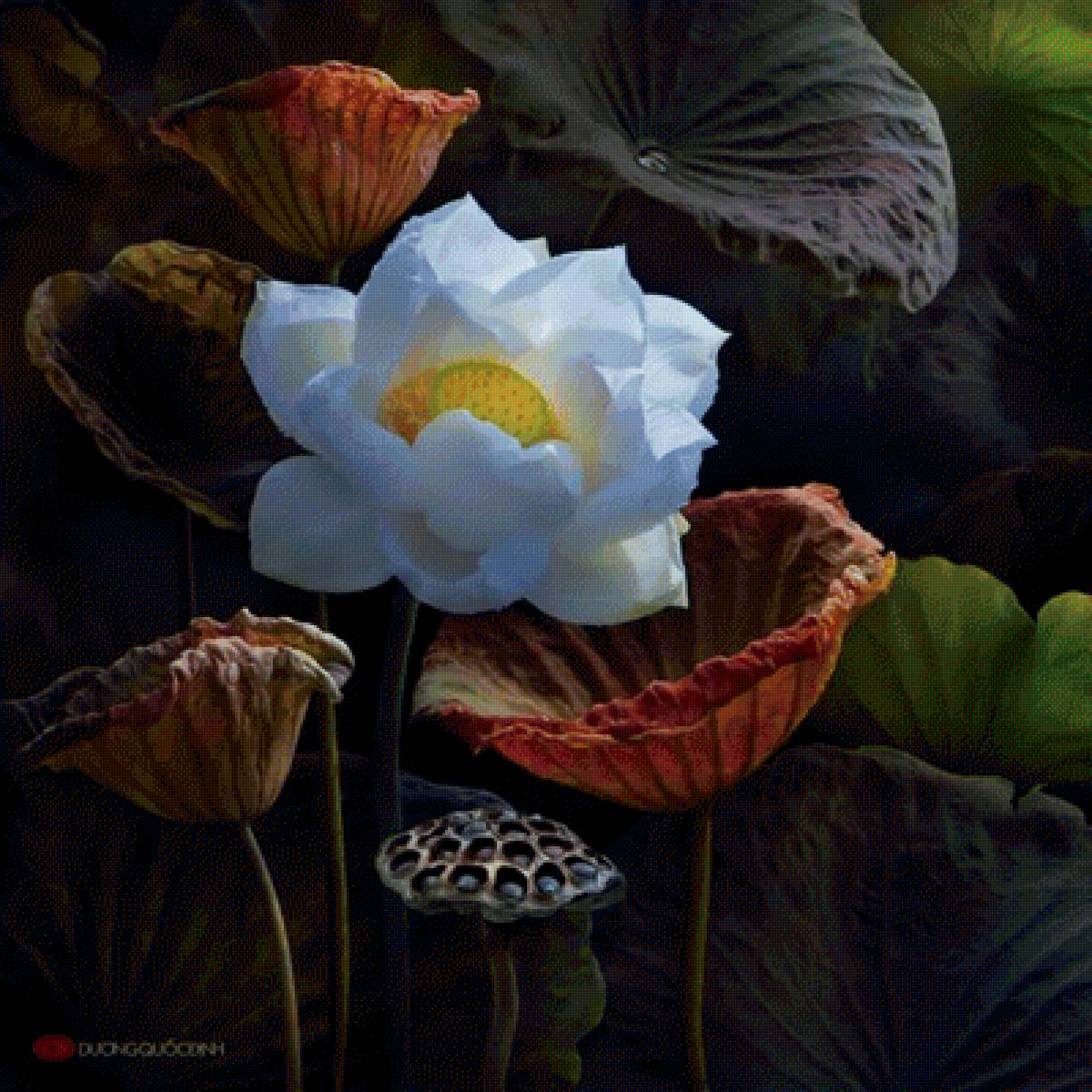 Белый лотос - белый лотос, цветы - предпросмотр
