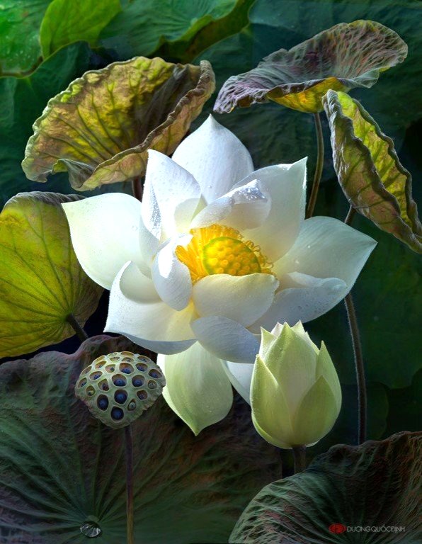 Белый лотос7 - белые лотосы, цветы - оригинал