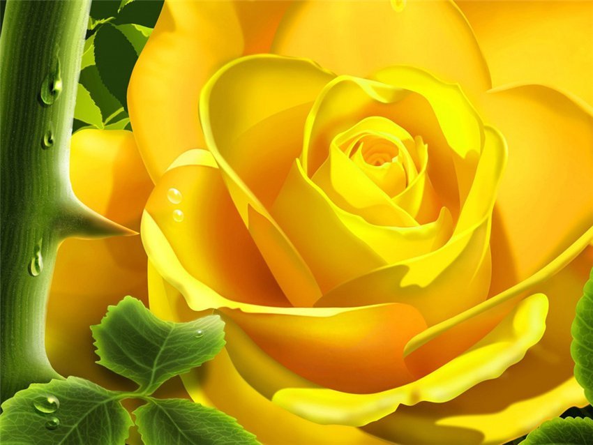 Желтая роза - цветы - оригинал