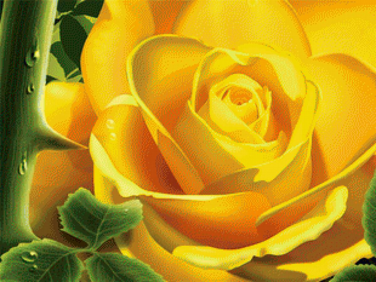 Желтая роза - цветы - предпросмотр