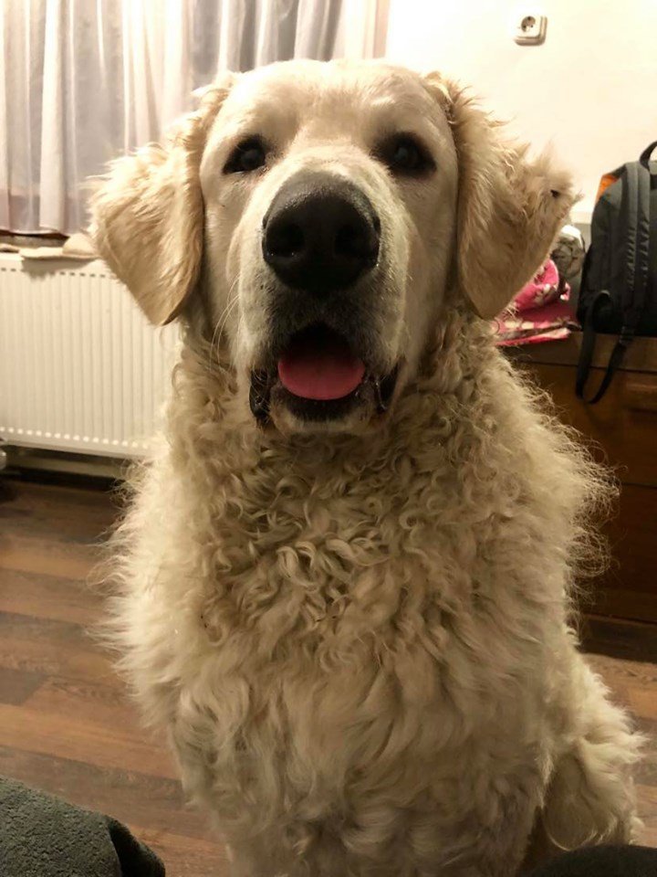 Kuvasz kutyus - оригинал