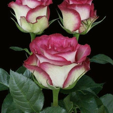 Схема вышивки «цветы»