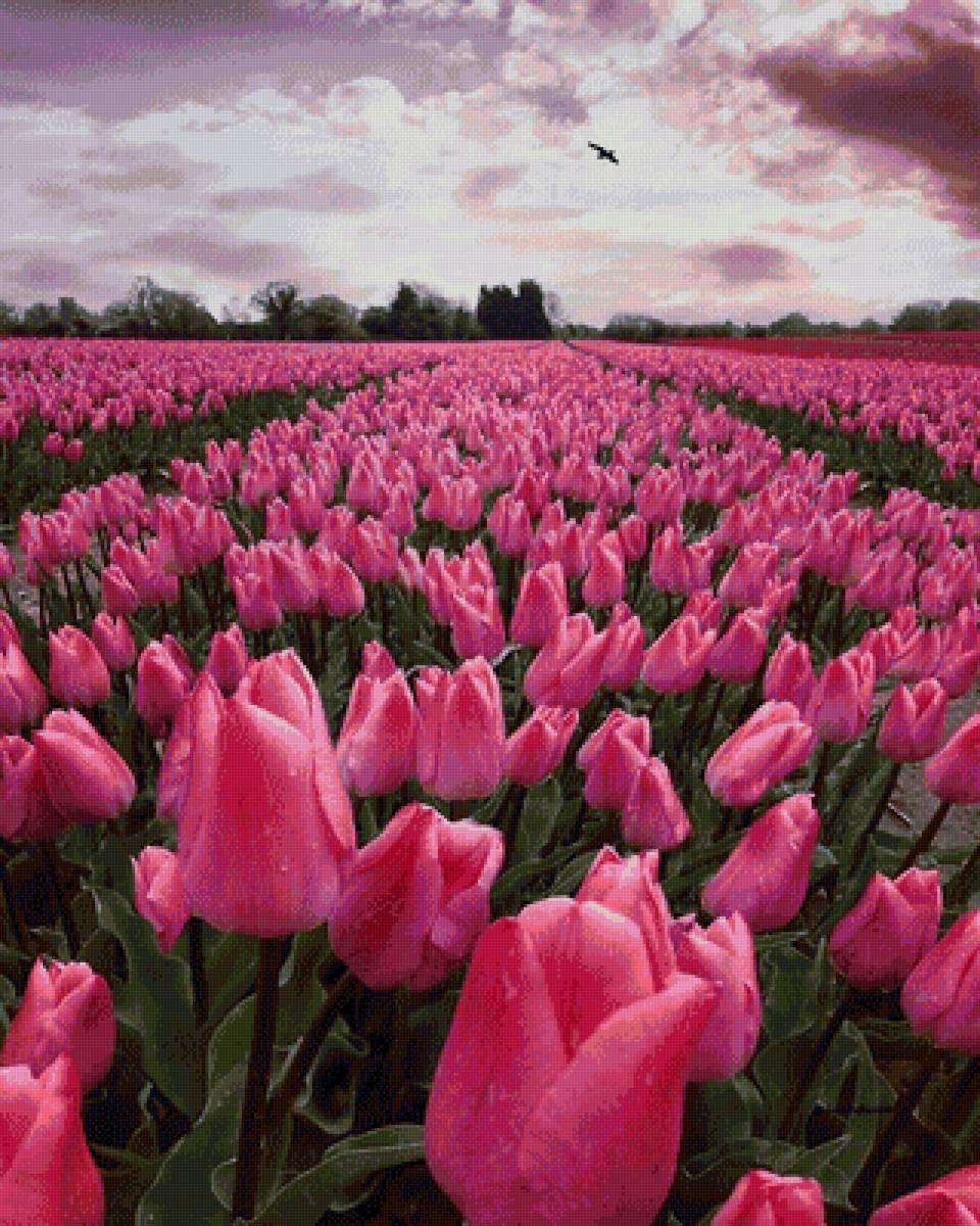 поле тюльпанов - природа, цветы - предпросмотр