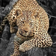 Оригинал схемы вышивки «дикие» (№2090229)