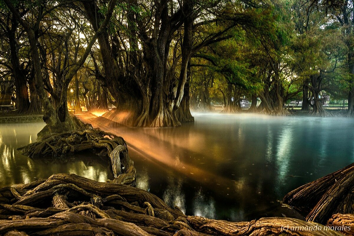 Мангровые деревья - дерево, мангры, лес, джунгли, корни - оригинал