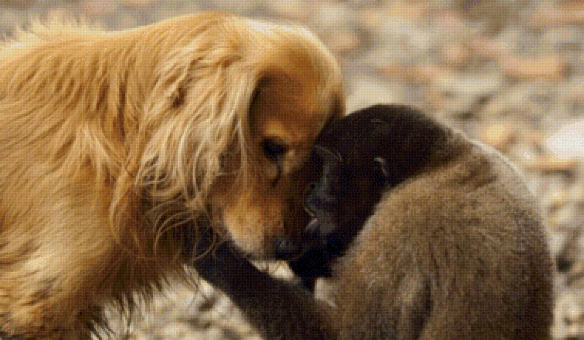 любовь - любовь, животные - предпросмотр