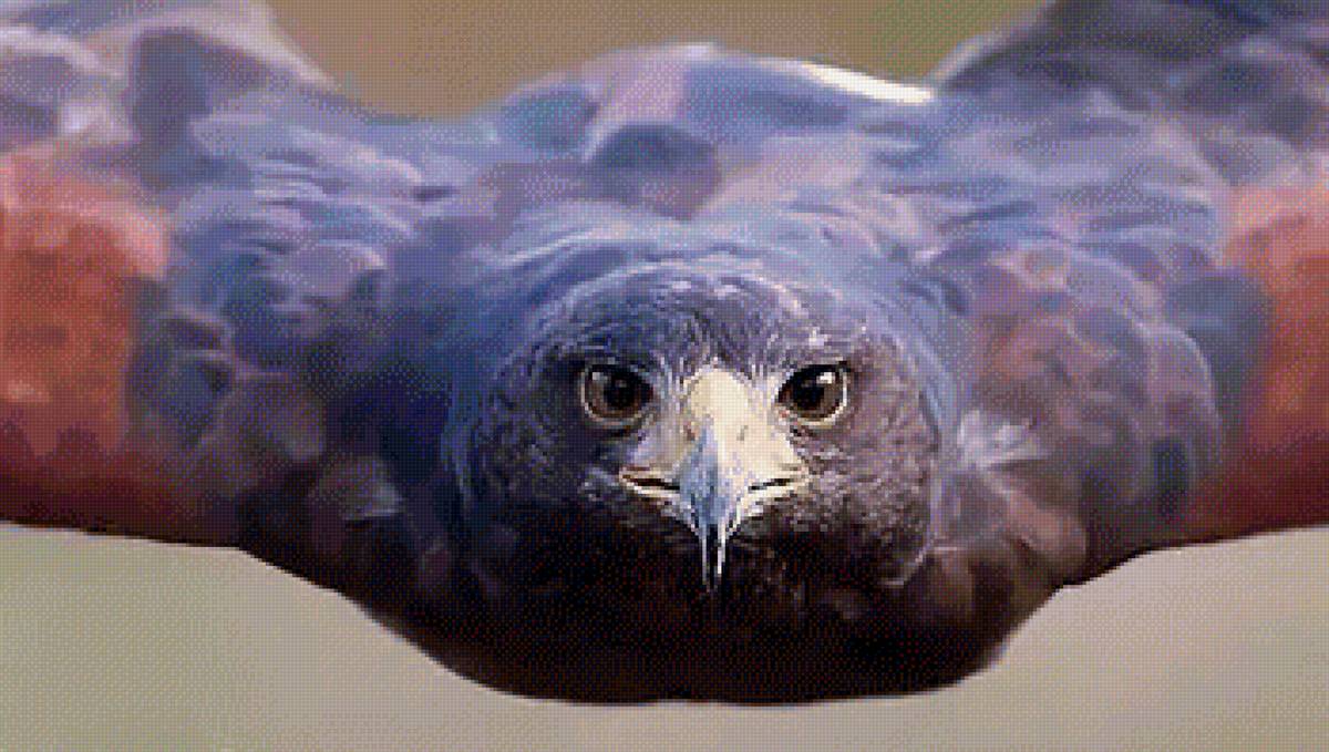 в полете - птицы, совы - предпросмотр