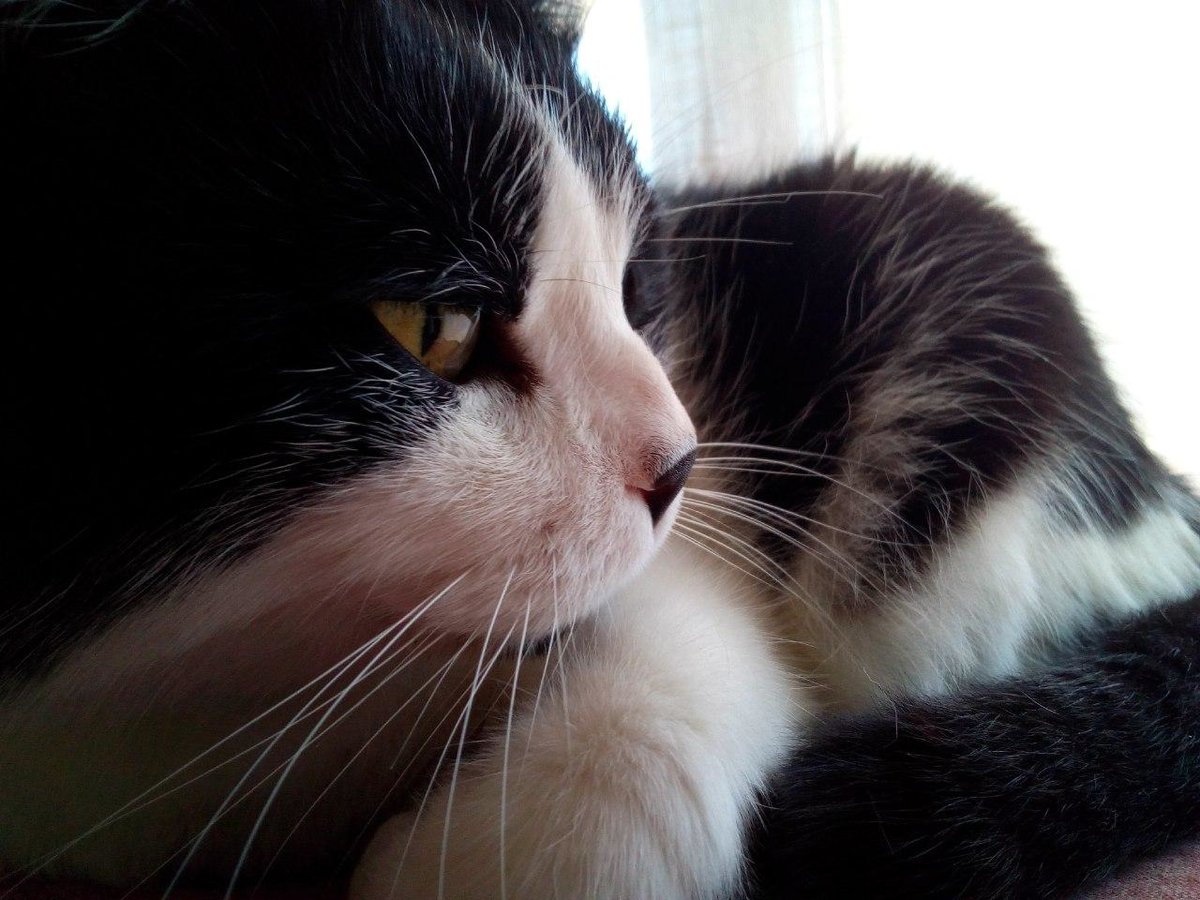 phoebe - оригинал