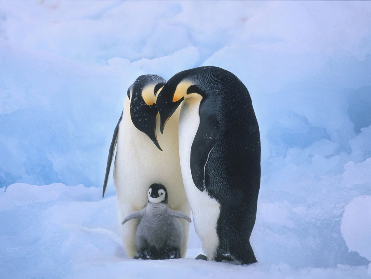 Pinguin family - пингвины - оригинал