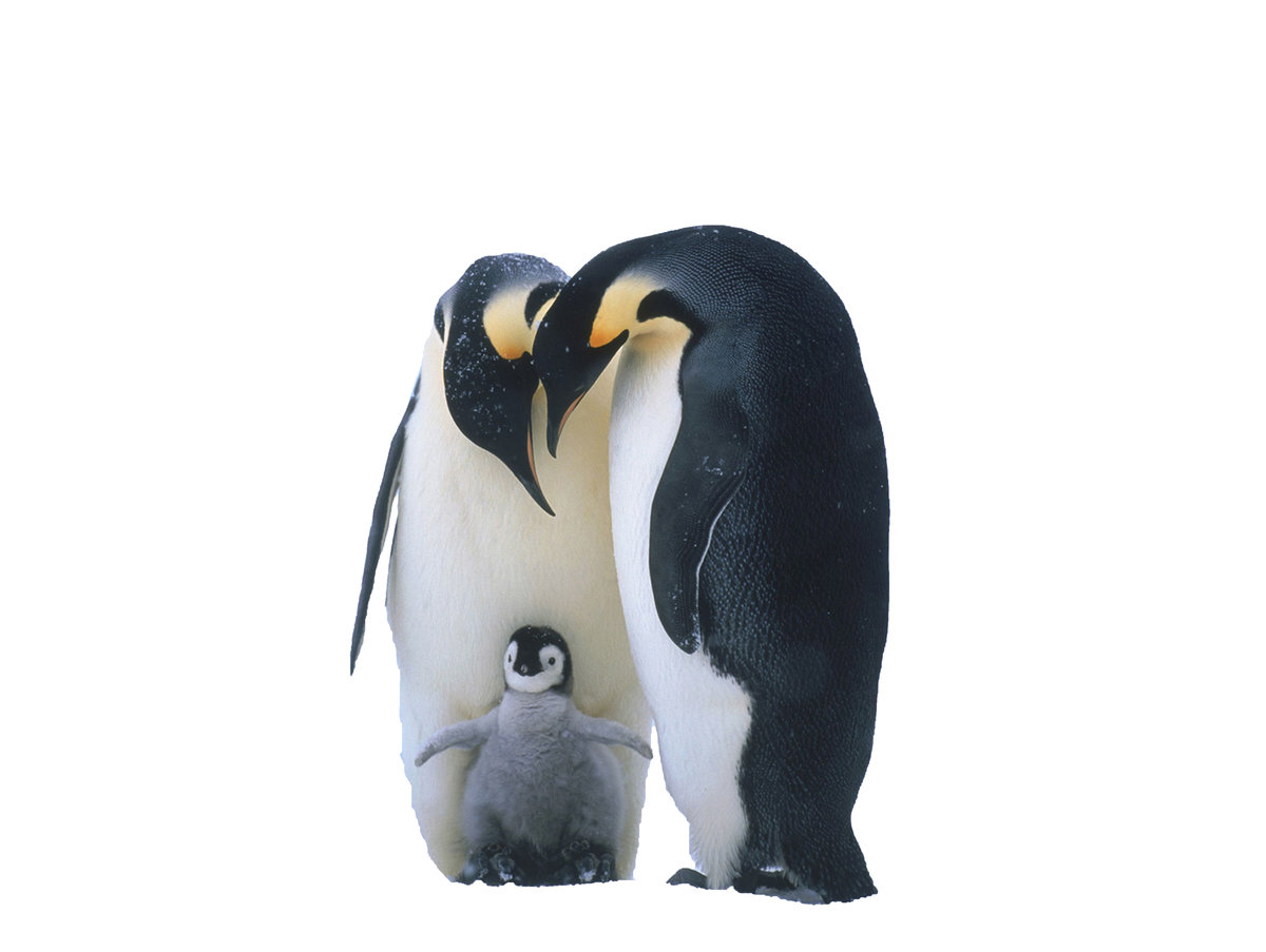 Пингвинчики - пингвины - оригинал