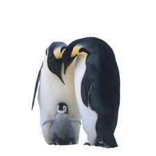 Схема вышивки «Пингвинчики»