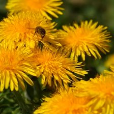 Схема вышивки «№2092935»