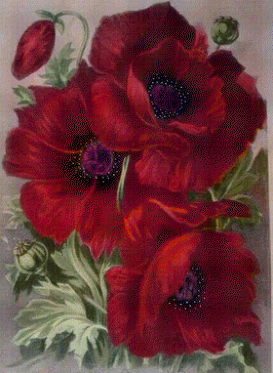 flori - предпросмотр