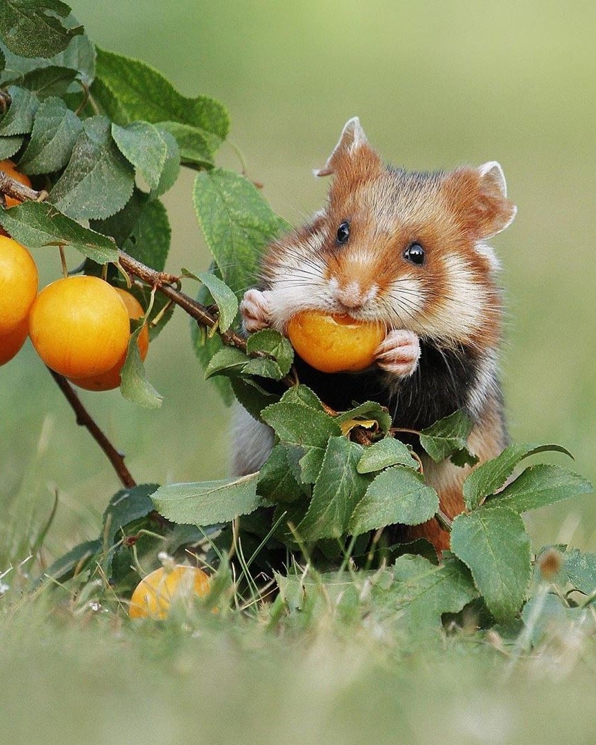 №2093771 - хомяк апельсин дерево трава - оригинал