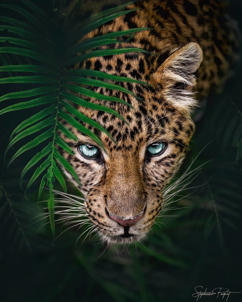 лео - глаза леопарда - оригинал