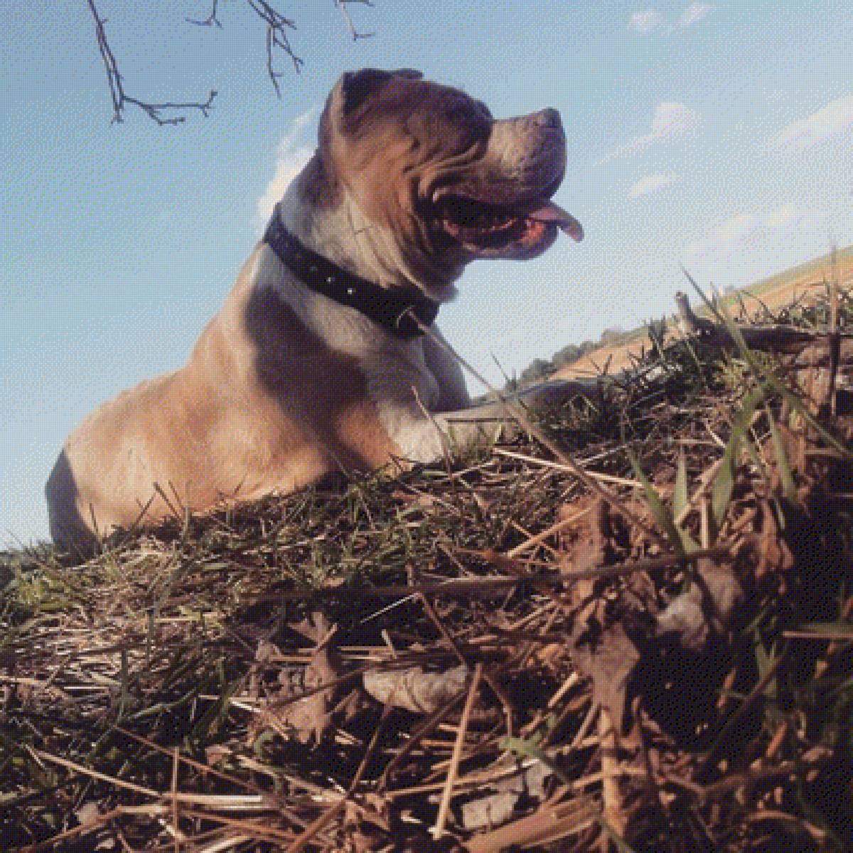 GALA - perro - предпросмотр