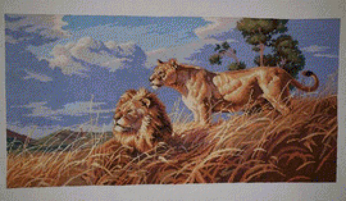 львы - предпросмотр