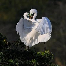 Схема вышивки «птицы»