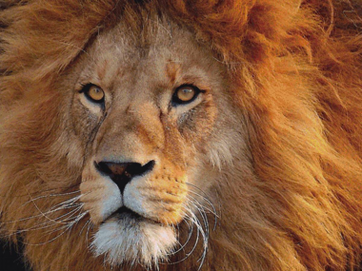 лев - мир животных - предпросмотр