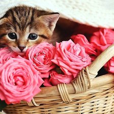 Схема вышивки «№2094518»