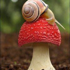 Схема вышивки «Улитка»