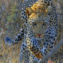 Схема вышивки «№2094798»