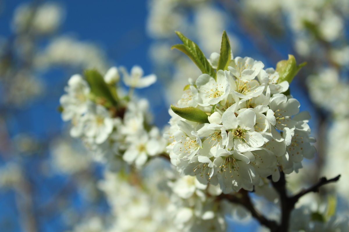 Яблоня - яблоня, цветы - оригинал