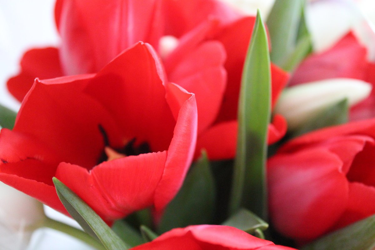 Красные тюльпаны - тюльпан, цветы - оригинал