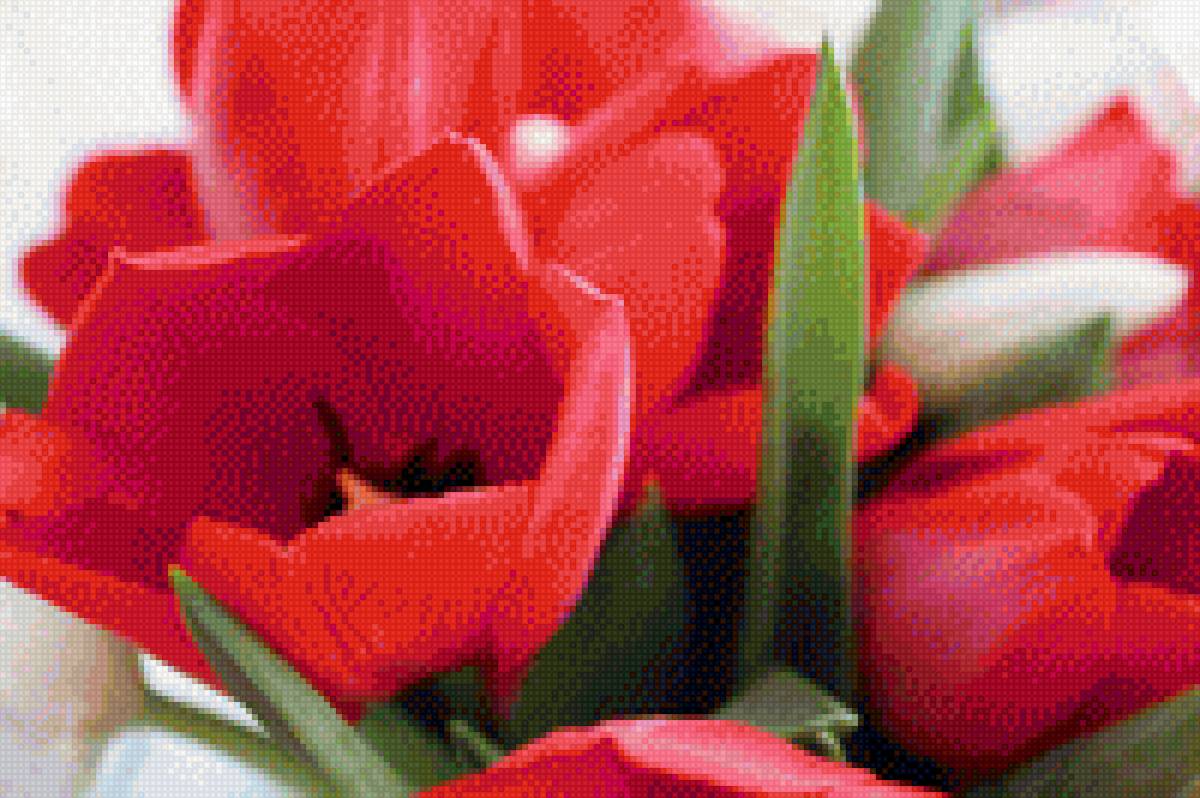 Красные тюльпаны - тюльпан, цветы - предпросмотр