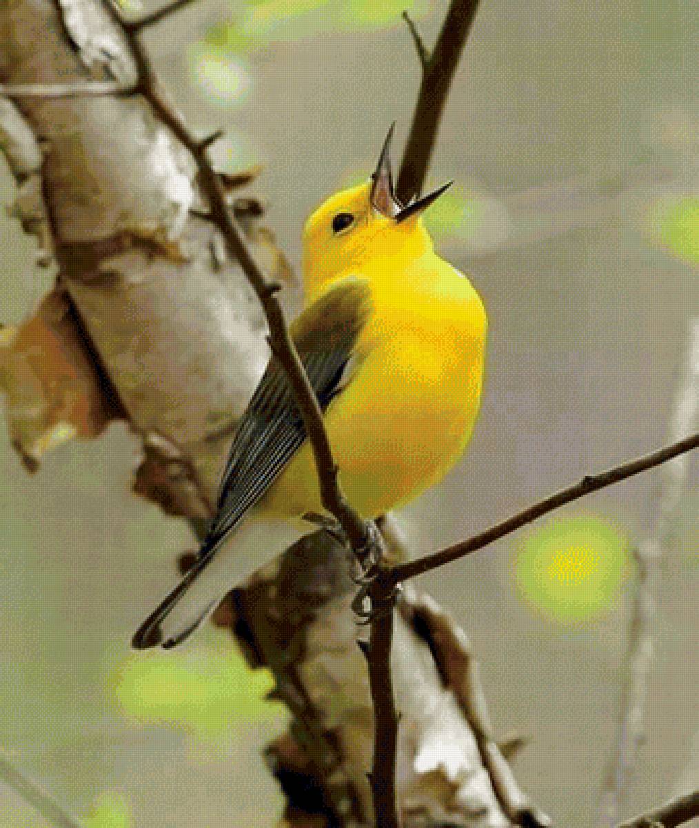 птицы - ветка, птица - предпросмотр