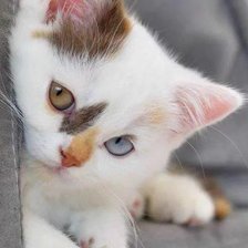 Схема вышивки «звери»