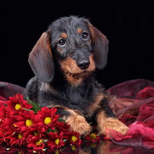 Схема вышивки «№2095468»