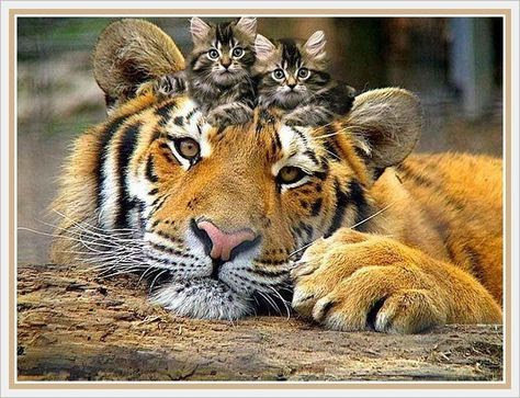 друзья - оригинал