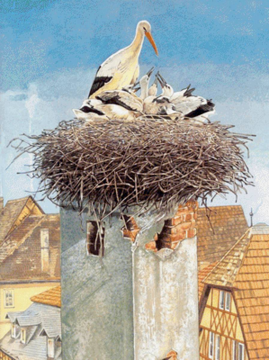 Птицы - птицы - предпросмотр