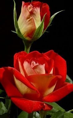 гердан - оригинал