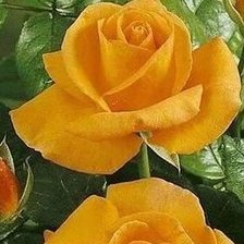 Схема вышивки «гердан»