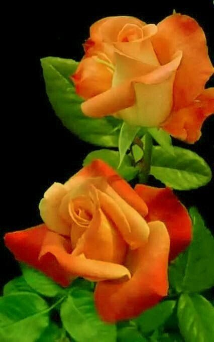 гердан - оригинал