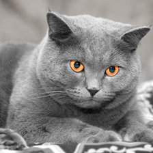 Схема вышивки «Котябра»