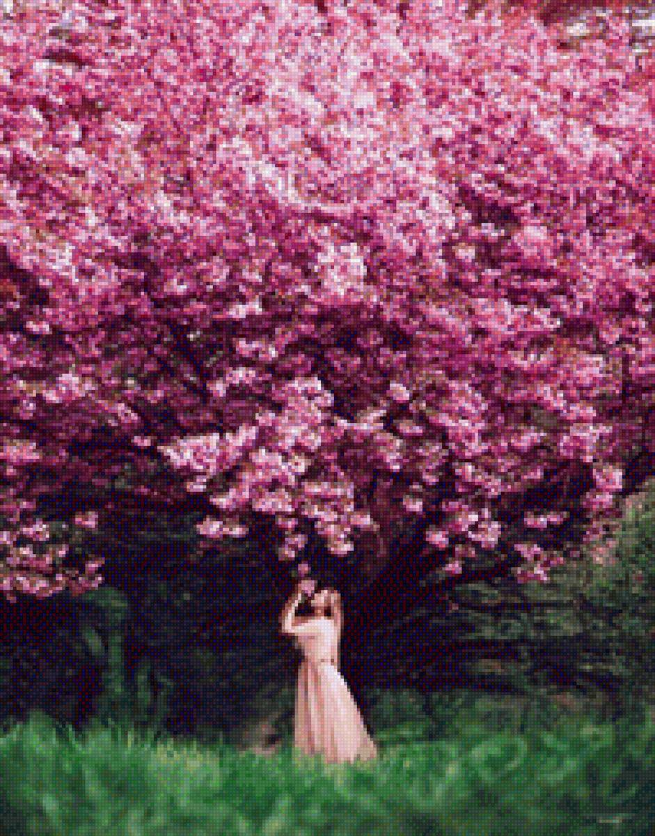 Сакура - сакура - предпросмотр